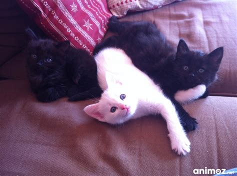 We did not find results for: Chaton A Donner Gratuit - SOSanimaux