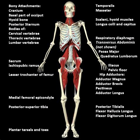 Did you know: Muscles might affect how you feel and your health