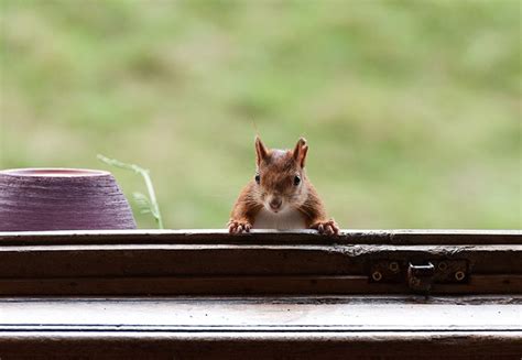 The population was 8,070 at the 2010 census. Croton-On-Hudson, NY Pest Control | Pest Management In New ...