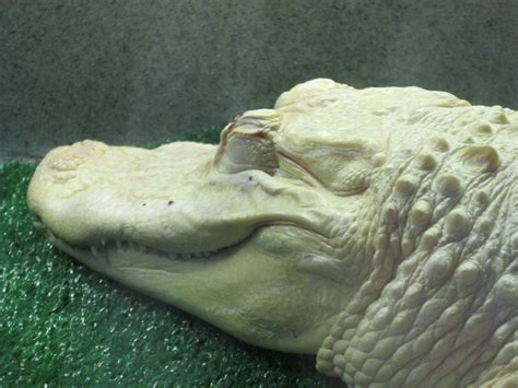 Rainforest Reptiles White Alligator Zoochat