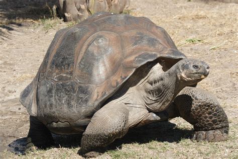 File:Galapagos giant tortoise Geochelone elephantopus.jpg - Wikipedia
