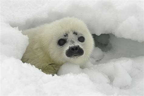 Bad News for Ice Seals: Arctic Winter Sea Ice Hits Record-Breaking Low