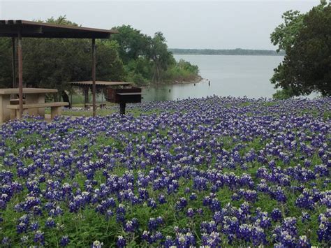 Learn more about our waco, tx office. Texas bluebonnets at Koehne Park/Lake Waco... love those ...