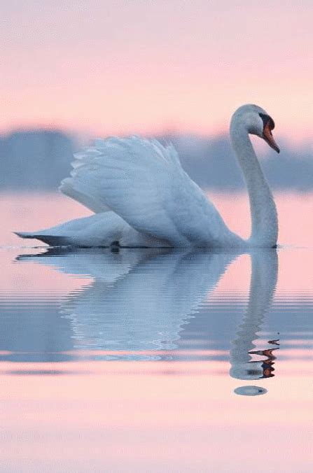Beautiful Swanone Of Gods Creations Jj Swan Pictures Beautiful