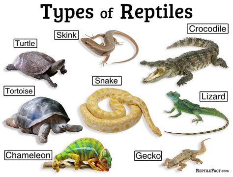 Top 135 Reptiles Animals Meaning