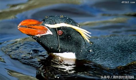 How do penguins mate?Inventory of existing penguins in the world - iMedia