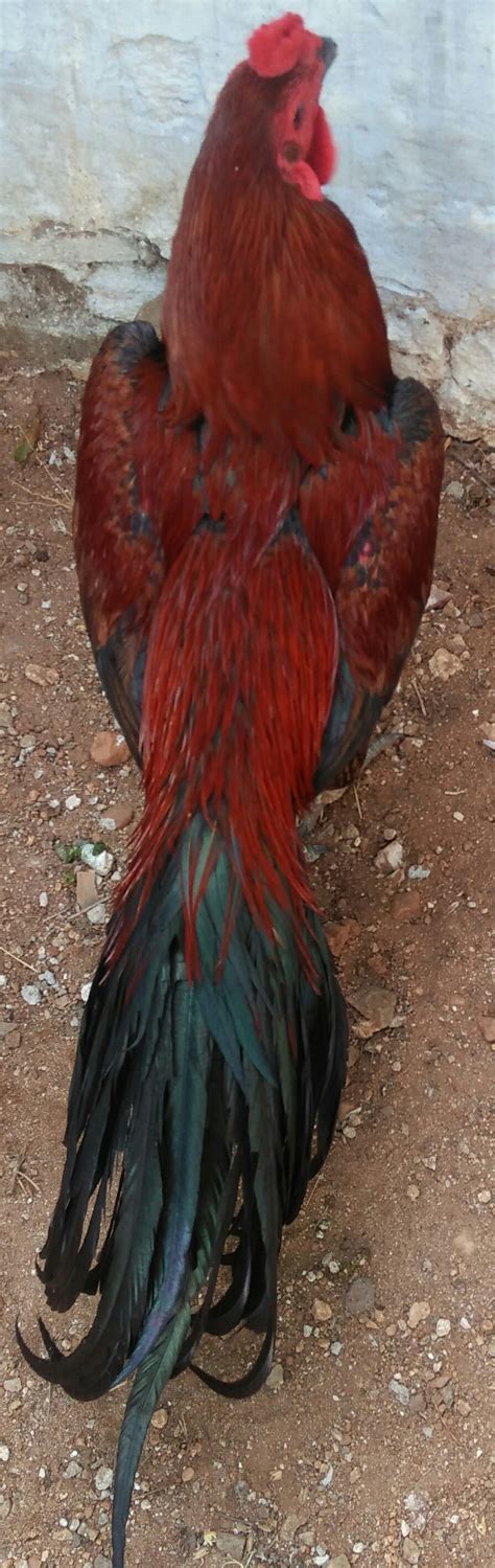 Male Pure Aseel Breed Rs 10000 Box Fighting Cock Enterprises Id