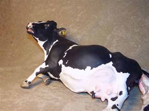 Luvjeordie Studios Blog Cow Giving Birth Set