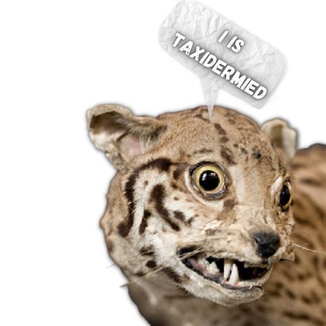 The 5 Most Horrifying Examples Of Bad Taxidermy — Chelsidermy