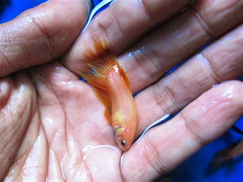 Jenis jenis ikan hias air tawar aquarium cantik. Ikan Cupang Harga Murah | Cupang Hias Grosir Betta Splendens