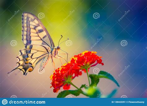 Summer Nature View Of A Beautiful Butterfly With Colorful Meadow Wonderful Summer Scene Under