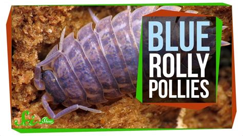 The Horrible Reason Rolly Pollies Are Sometimes Blue Youtube