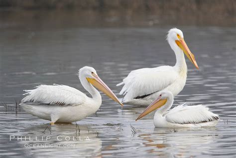 White Pelicans Pelecanus Erythrorhynchos San Elijo Lagoon Encinitas