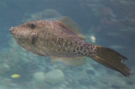 Scrawled Filefish Aluterus Scriptus Zoochat
