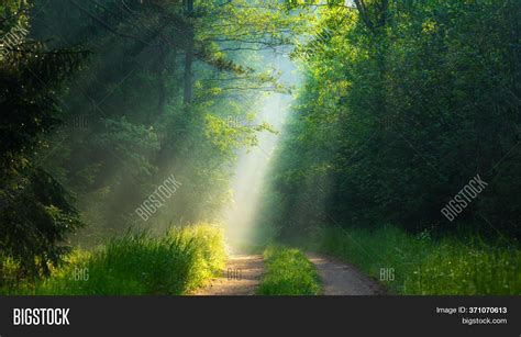 green forest sunlight image and photo free trial bigstock