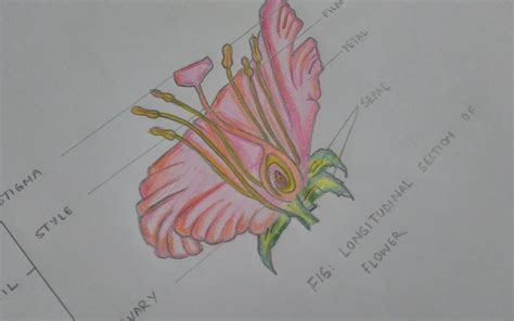 Check spelling or type a new query. Longitudinal Section Of A Flower - Best Flower Wallpaper