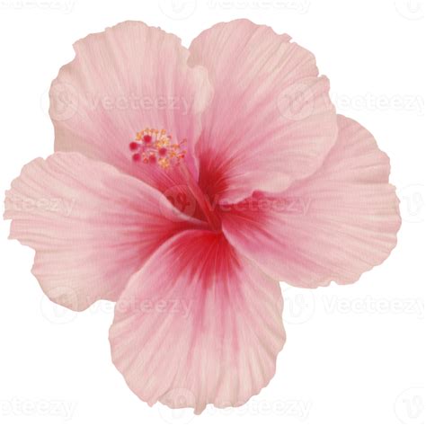 Pink Hibiscus Flowers Blooming Front View Watercolor 10989081 Png