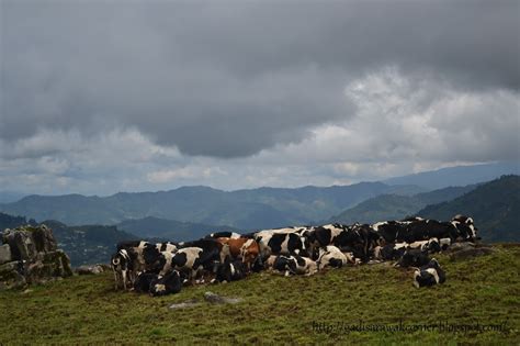 Desa cattle dairy farm is about 20 minutes away from the kundasang town center. Desa Cattle Dairy Farm, Kundasang, Sabah.