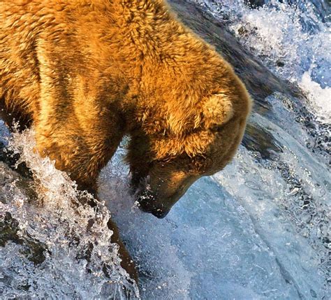 Grizzly Polar Bear Hybrids Appear In The Rapidly Warming Arctic