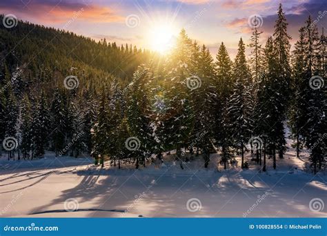 Sunset In Winter Spruce Forest Stock Photo Image Of Snow Location
