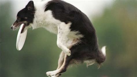 Frisbee Catching Dropped From Keswick Scruffs Dog Show Bbc News