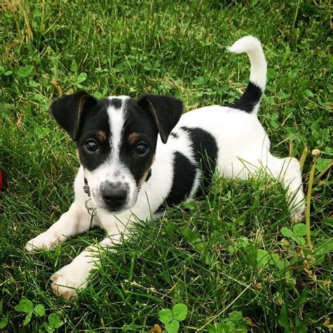 Meet Ollie My 9 Week Old Jack Russell Terrier Aww