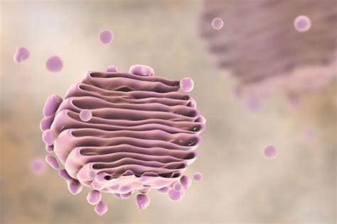 Maybe you would like to learn more about one of these? Cell Organelles (Plants and Animals) | Biology Dictionary
