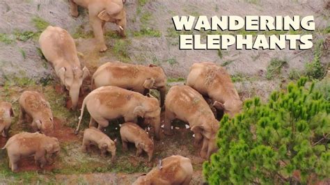 Wandering Elephants Herd Continues Travels Southward In Chinas Yunnan