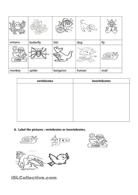 Work sheet on introduction to inverta brate : vertebrates and invertebrates | Vertebrates and invertebrates, Vertebrates, Invertebrates