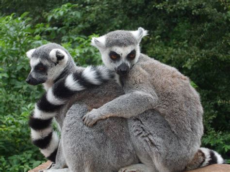 Ring Tailed Lemurs By Cuoha On Deviantart
