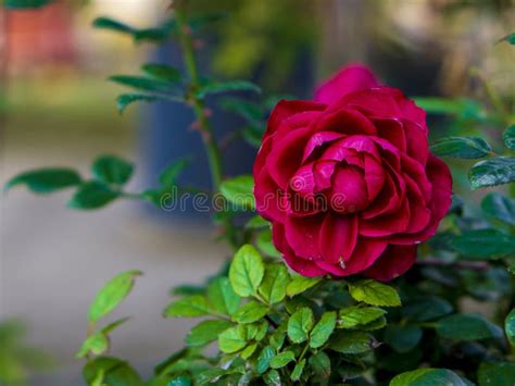 Close Up Of Red Bulgarian Rose Which Looks Amazingly Beautiful In