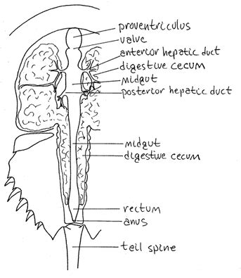 Atlantic Horseshoe Crab - Digestive systems