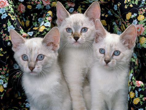 Siamese Cats Cute Cats