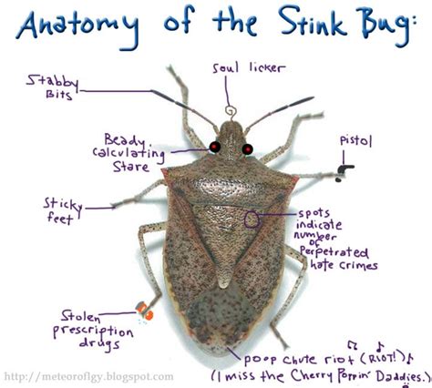 The Anatomy Of The Stink Bug Stinkbugs Pestcontrol Bugs Stink