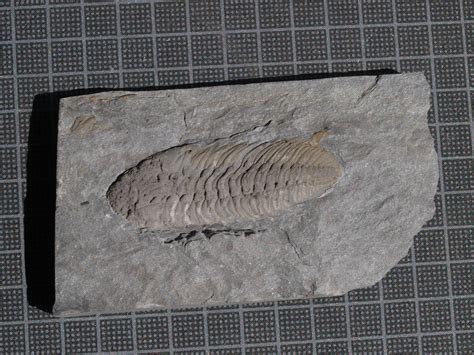 Crozonaspis Struvei Trilobites Museum Muuseo 481366