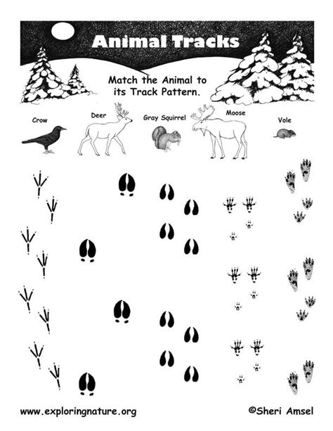 Animal Tracks Coloring Sheet Richard Mcnarys Coloring Pages