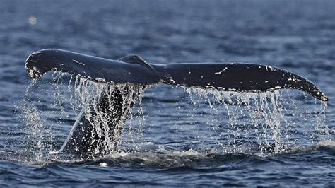 Japanese Whalers Kill 333 Minke Whales In Antarctic Hunt Newshub