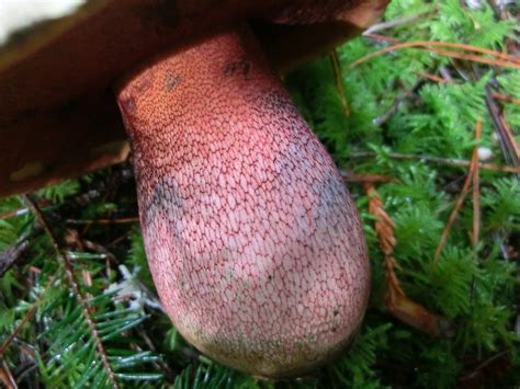 Rubroboletus Pulcherrimus Red Pored Bolete The Bolete Filter