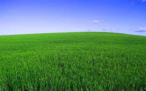 Hitman Grass Field Green Sky Horizon Landscapes 2560x1600 Resolutions