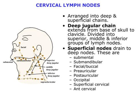 Cervical Lymph Node Drainage