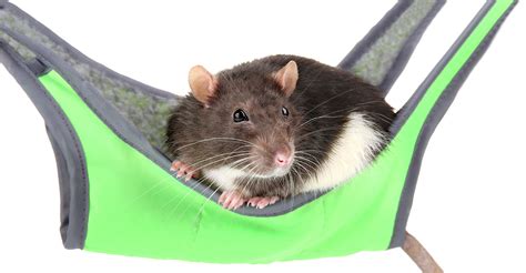 How To Make Hammocks For Rats Wood Thattly