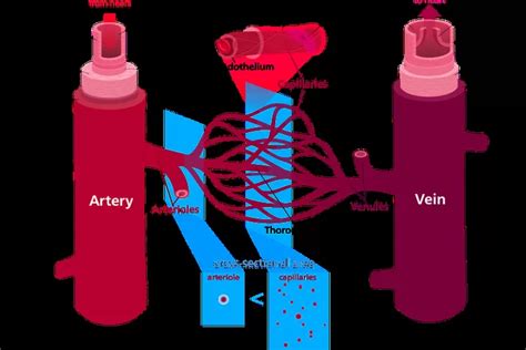Begini Perbedaan Arteri Vena Dan Kapiler Dalam Sistem Peredaran Darah