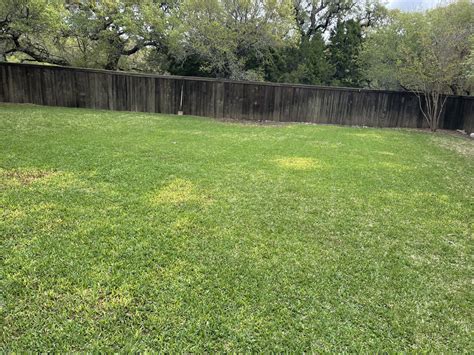 Yellowing St Augustine Lawn Care Forum