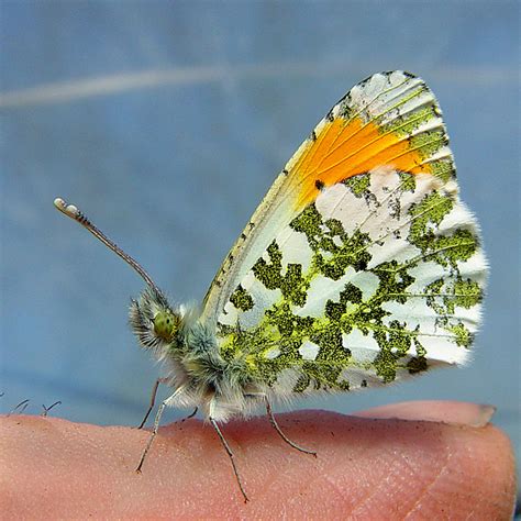 Orange Tip Butterfly A Photo From Nottinghamshire England Trekearth