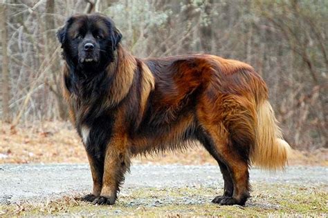 Leonberger Vs Estrela Mountain Dog Breed Comparison