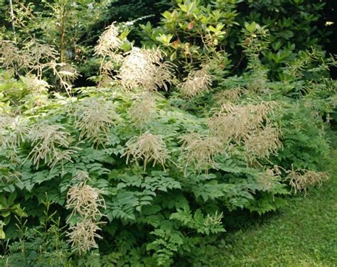 Welche stauden und blumen fühlen sich im schattengarten wohl? Blühende Stauden für den Schatten (mit Bildern ...