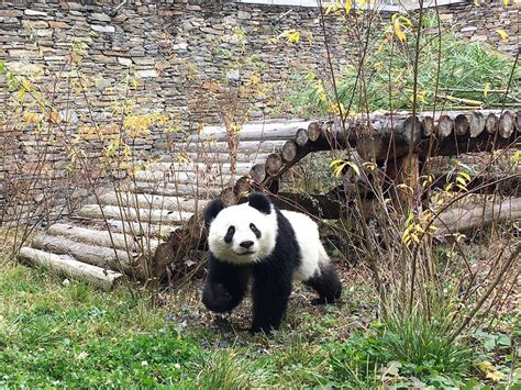 Neues Zuhause Schönbrunner Panda Zwillinge Sind In China Angekommen