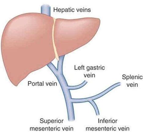 Blood carries nutrients, oxygen, carbon dioxide, hormones and waste material to the relevant parts of the body. Girl, 10, has vein transplant using a blood vessel grown ...