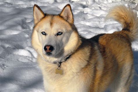 The Golden Siberian Husky Wallpapers And Images Wallpapers Pictures