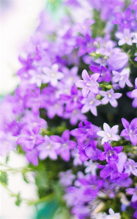 Flower Peel And Stick Wallpaper